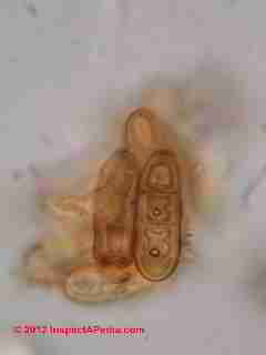 Bipolaris - Drechslera fungal spores © D Friedman at InspectApedia.com 